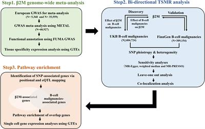 Causal relationship between beta-2 microglobulin and B-cell malignancies: genome-wide meta-analysis and a bidirectional two-sample Mendelian randomization study